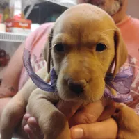 Lilac, a female Labrador Retriever for sale in Defuniak Springs, FL – 3 of 8