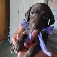 Lil' Perch , a female German Shorthaired Pointer for sale in Defuniak Springs, FL – 3 of 7