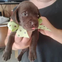 Rusty, a male German Shorthaired Pointer for sale in Defuniak Springs, FL – 7 of 9