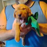Timmy , a male Labrador Retriever for sale in Defuniak Springs, FL – 8 of 8