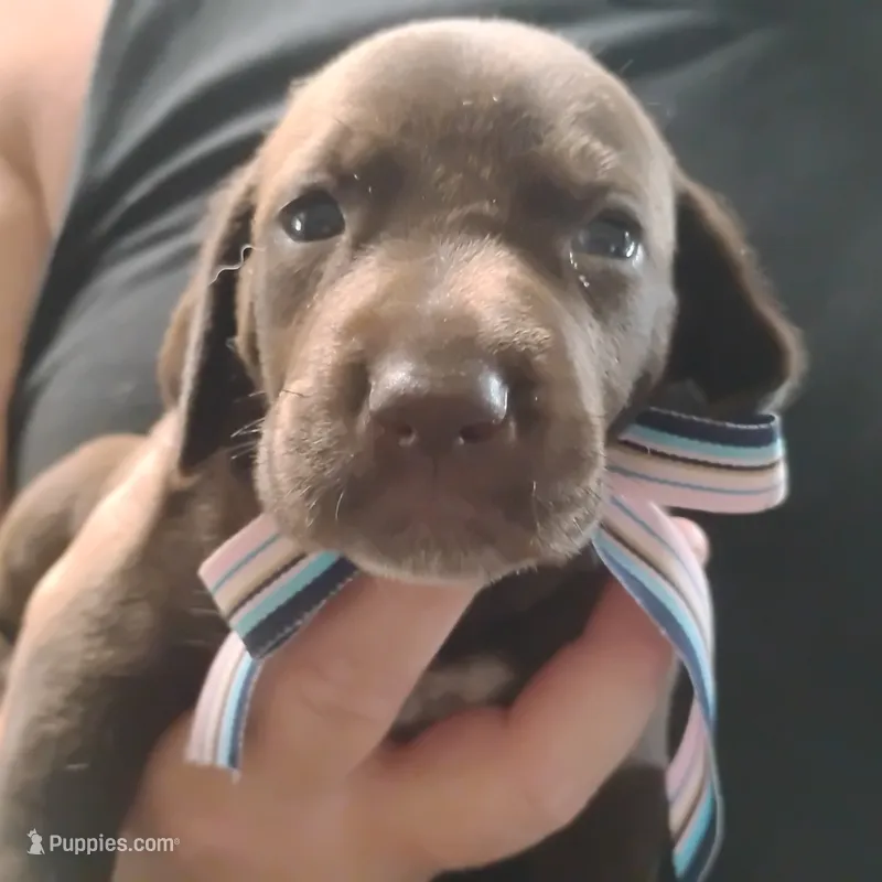 Petunia – German Shorthaired Pointer puppy for sale in Defuniak Springs, FL