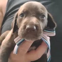 Petunia, a female German Shorthaired Pointer for sale in Defuniak Springs, FL – 1 of 8