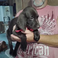 Speedy Gonzales, a male German Shorthaired Pointer for sale in Defuniak Springs, FL – 6 of 7