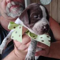 Amber Jack , a male German Shorthaired Pointer for sale in Defuniak Springs, FL – 3 of 7