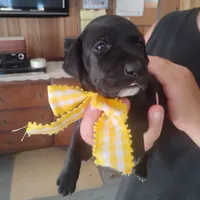 Audrey, a female German Shorthaired Pointer for sale in Defuniak Springs, FL – 8 of 9