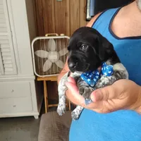 Neopolitan , a male German Shorthaired Pointer for sale in Defuniak Springs, FL – 4 of 10