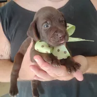 Rusty, a male German Shorthaired Pointer for sale in Defuniak Springs, FL – 3 of 9