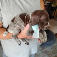 Foghorn Leghorn, a male German Shorthaired Pointer for sale in Defuniak Springs, FL – 3 of 8