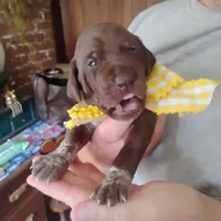 Abigail, a female German Shorthaired Pointer for sale in Defuniak Springs, FL – 5 of 9
