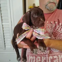 Remora, a female German Shorthaired Pointer for sale in Defuniak Springs, FL – 5 of 7