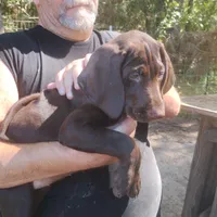 Clara, a female German Shorthaired Pointer for sale in Defuniak Springs, FL – 3 of 8