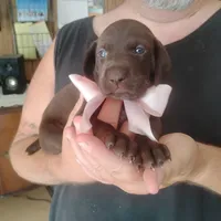 Bethany, a female German Shorthaired Pointer for sale in Defuniak Springs, FL – 2 of 10