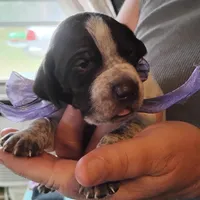 Sally, a female German Shorthaired Pointer for sale in Defuniak Springs, FL – Photo 3 of 6