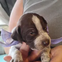 Sally, a female German Shorthaired Pointer for sale in Defuniak Springs, FL – Photo 2 of 6
