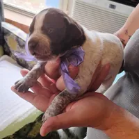 Sally, a female German Shorthaired Pointer for sale in Defuniak Springs, FL – Photo 6 of 6