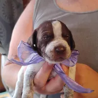 Sally, a female German Shorthaired Pointer for sale in Defuniak Springs, FL – Photo 1 of 6