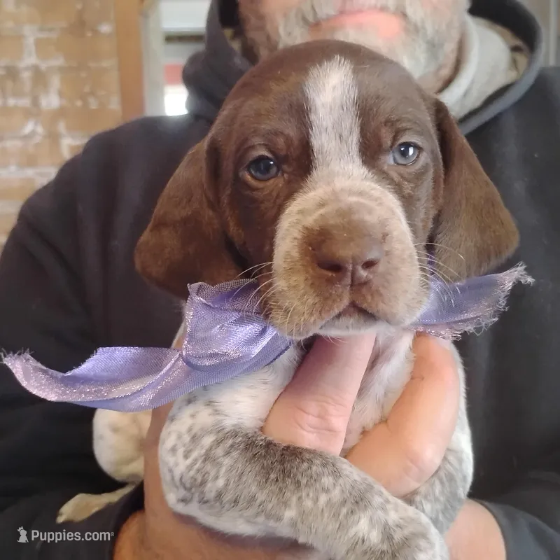 Sally – German Shorthaired Pointer puppy for sale in Defuniak Springs, FL