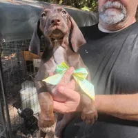 Homer , a male German Shorthaired Pointer for sale in Defuniak Springs, FL – 10 of 10