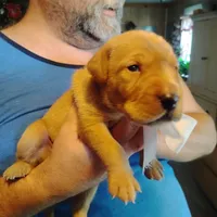 Ollie, a male Labrador Retriever for sale in Defuniak Springs, FL – 8 of 8