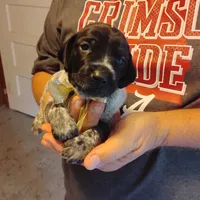 Sylvester, a male German Shorthaired Pointer for sale in Defuniak Springs, FL – 1 of 6