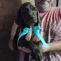 Elmer Fudd , a male German Shorthaired Pointer for sale in Defuniak Springs, FL – 5 of 8