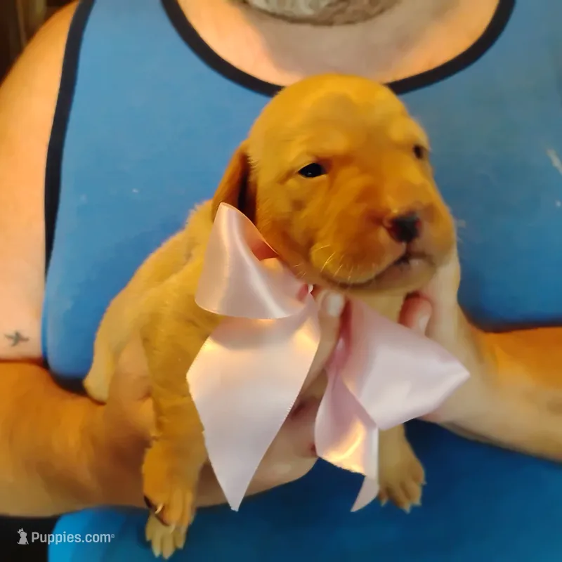 Posie – Labrador Retriever puppy for sale in Defuniak Springs, FL