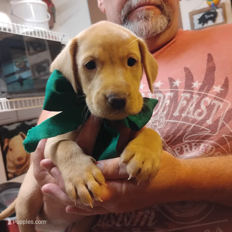 Timmy  – Labrador Retriever puppy for sale in Defuniak Springs, FL
