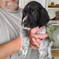 Rocky Road, a male German Shorthaired Pointer for sale in Defuniak Springs, FL – 5 of 9