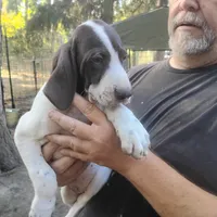 Sebastian , a male German Shorthaired Pointer for sale in Defuniak Springs, FL – 9 of 10