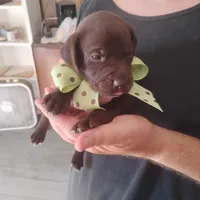 Rusty, a male German Shorthaired Pointer for sale in Defuniak Springs, FL – 2 of 9