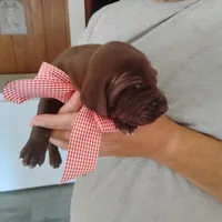 Evelyn, a female German Shorthaired Pointer for sale in Defuniak Springs, FL – 7 of 8