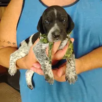 Rocky Road, a male German Shorthaired Pointer for sale in Defuniak Springs, FL – 2 of 9