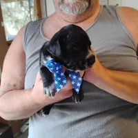 Ralph, a male German Shorthaired Pointer for sale in Defuniak Springs, FL – Photo 5 of 6