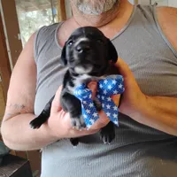Ralph, a male German Shorthaired Pointer for sale in Defuniak Springs, FL – Photo 3 of 6