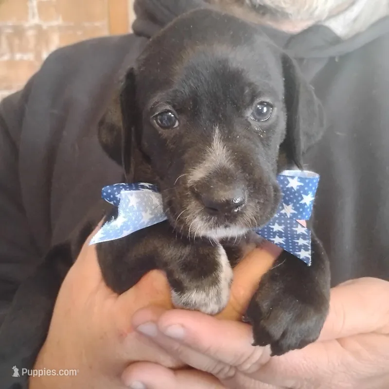 Ralph – German Shorthaired Pointer puppy for sale in Defuniak Springs, FL