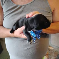 Ralph, a male German Shorthaired Pointer for sale in Defuniak Springs, FL – Photo 6 of 6