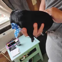 Ralph, a male German Shorthaired Pointer for sale in Defuniak Springs, FL – Photo 4 of 6