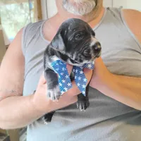 Ralph, a male German Shorthaired Pointer for sale in Defuniak Springs, FL – Photo 2 of 6
