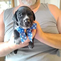 Ralph, a male German Shorthaired Pointer for sale in Defuniak Springs, FL – Photo 1 of 6