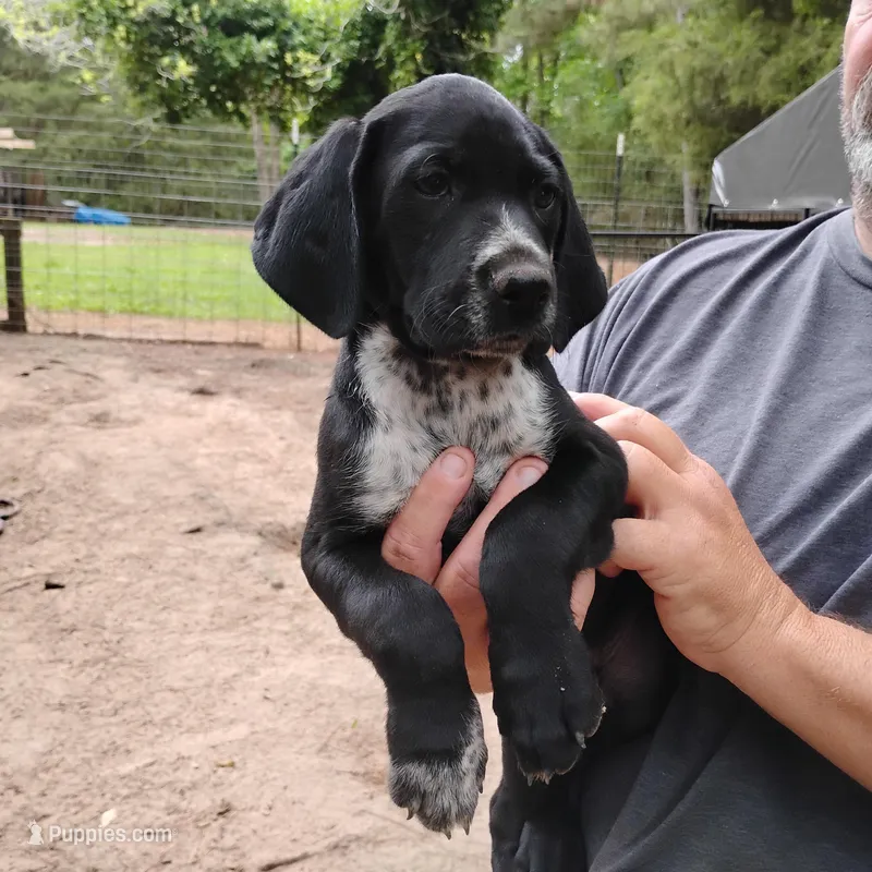 Ralph – German Shorthaired Pointer puppy for sale in Defuniak Springs, FL
