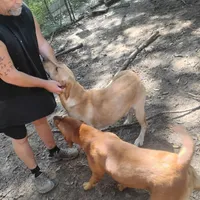 Winston, a male Labrador Retriever for sale in Defuniak Springs, FL – 4 of 4