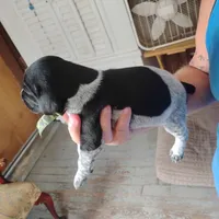 Rocky Road, a male German Shorthaired Pointer for sale in Defuniak Springs, FL – 4 of 9