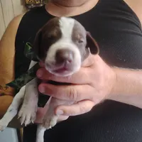 Ricky, a male German Shorthaired Pointer for sale in Defuniak Springs, FL – 4 of 8