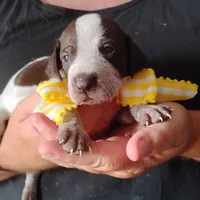 Lady fish , a female German Shorthaired Pointer for sale in Defuniak Springs, FL – 4 of 8