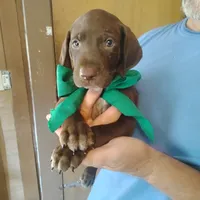 Sigmond , a male German Shorthaired Pointer for sale in Defuniak Springs, FL – 2 of 10