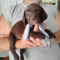 Petunia, a female German Shorthaired Pointer for sale in Defuniak Springs, FL – 4 of 8