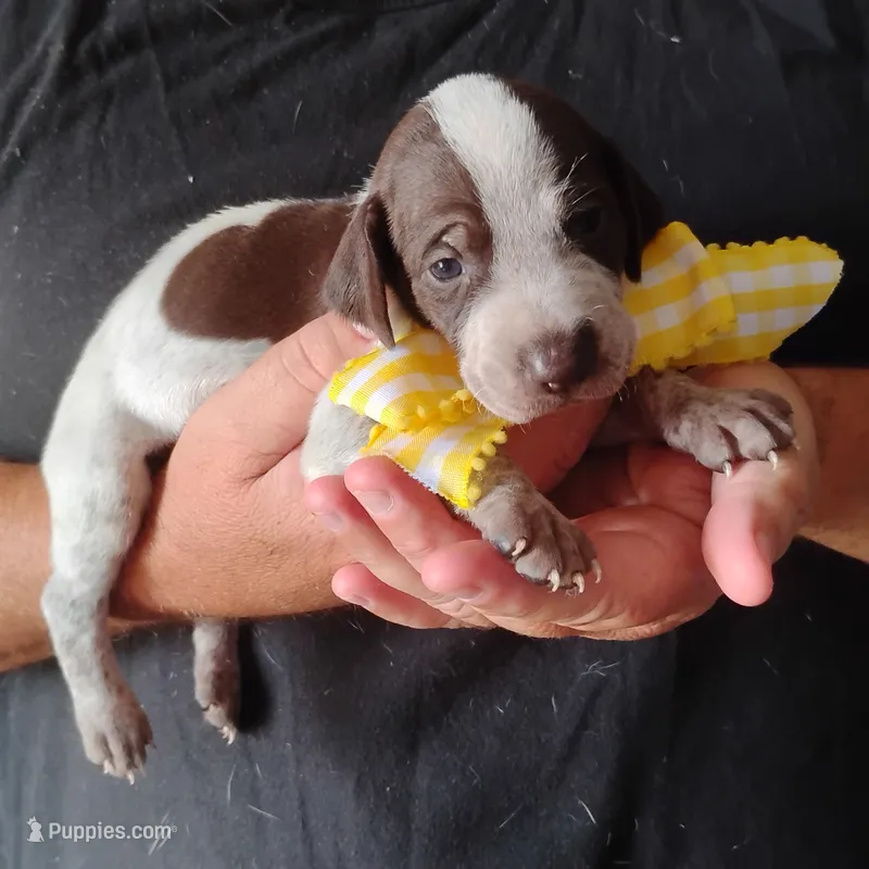 Lady fish  – German Shorthaired Pointer puppy for sale in Defuniak Springs, FL