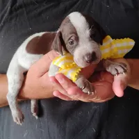 Lady fish , a female German Shorthaired Pointer for sale in Defuniak Springs, FL – 1 of 8