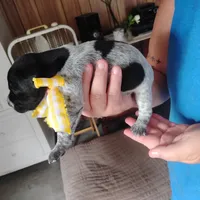 Peach Cobbler, a female German Shorthaired Pointer for sale in Defuniak Springs, FL – 6 of 9