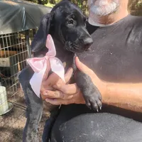 Winnie, a female German Shorthaired Pointer for sale in Defuniak Springs, FL – 5 of 9